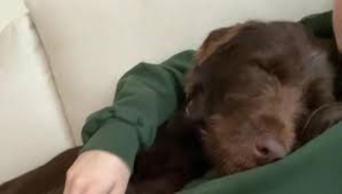 Un cane trova una famiglia grazie a un video virale: la storia di Sickle