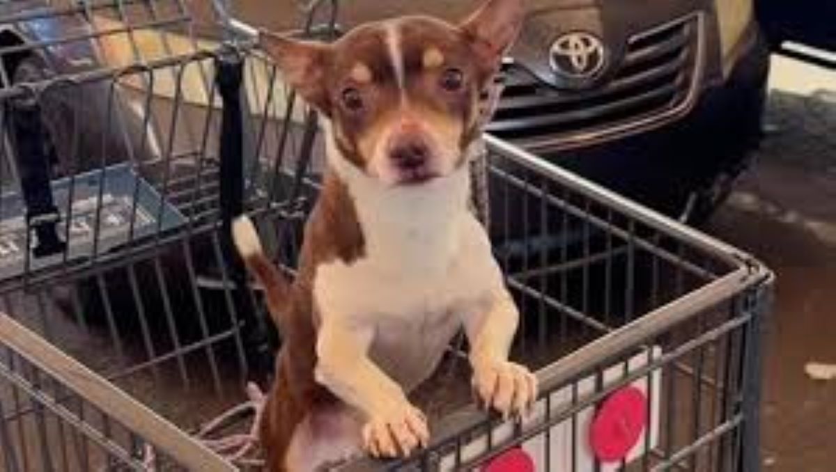 Cane ritrovato in un carrello del supermercato: il video diventa virale e riunisce il proprietario con l’animale smarrito