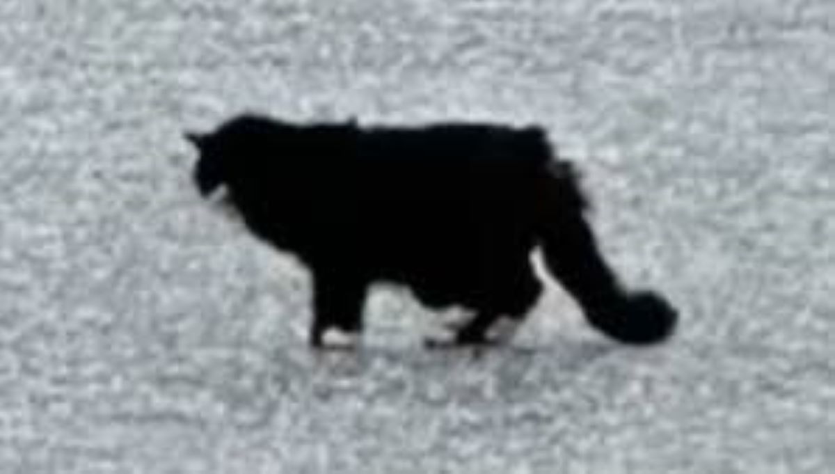 Tiki, 20 anni e non vendente, cade in un lago ghiacciato, salvato da un passante e due operai