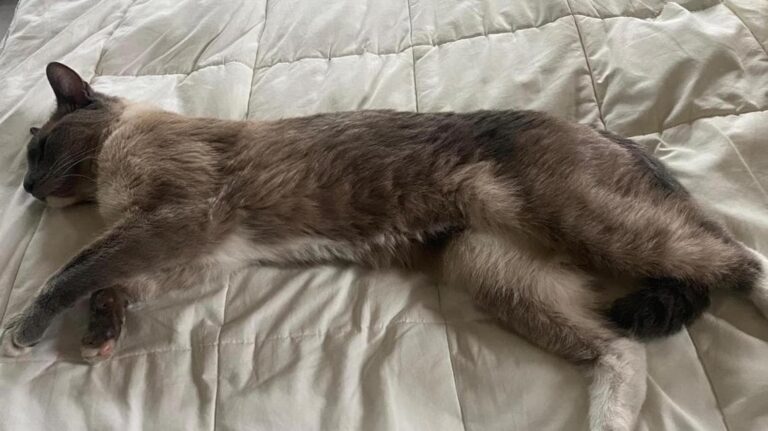 Un gatto Siamese di due anni è riuscito a compiere un viaggio incredibile, percorrendo 1500 km dalla natura selvaggia di Yellowstone fino alla sua casa in California. Dopo mesi di attesa, la sua famiglia lo ha ritrovato sano e salvo grazie al microchip.