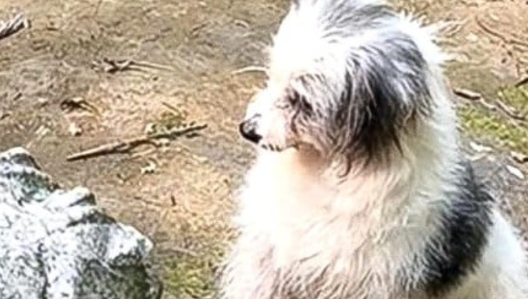 Nonostante una grave malattia della pelle e una zampa paralizzata, un cane di nome Zhongbao ha continuato a recarsi ogni giorno sulla tomba della sua proprietaria nella provincia di Jiangxi, in Cina. Oggi vive in un rifugio, ma non ha mai smesso di visitare il luogo di sepoltura.