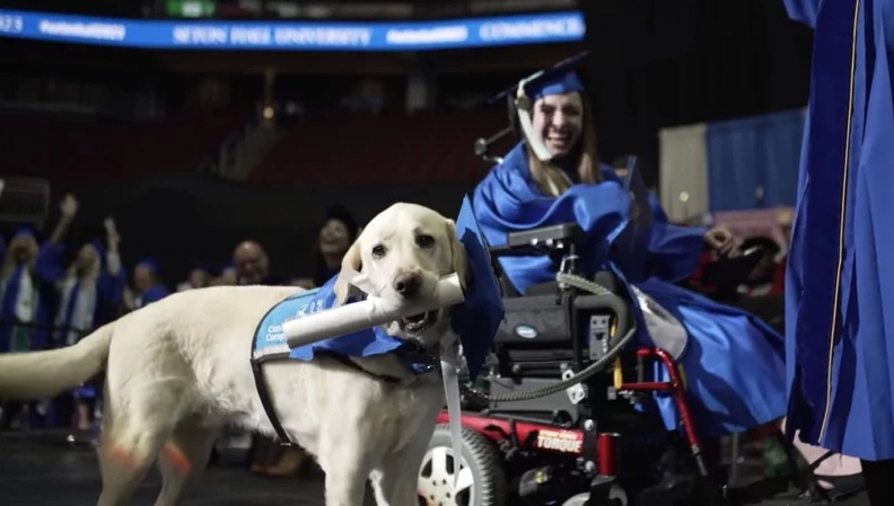 Il cagnolino Justin riceve la laurea insieme alla sua proprietaria disabile, ha accompagnato ogni giorno la giovane a tutte le lezioni
