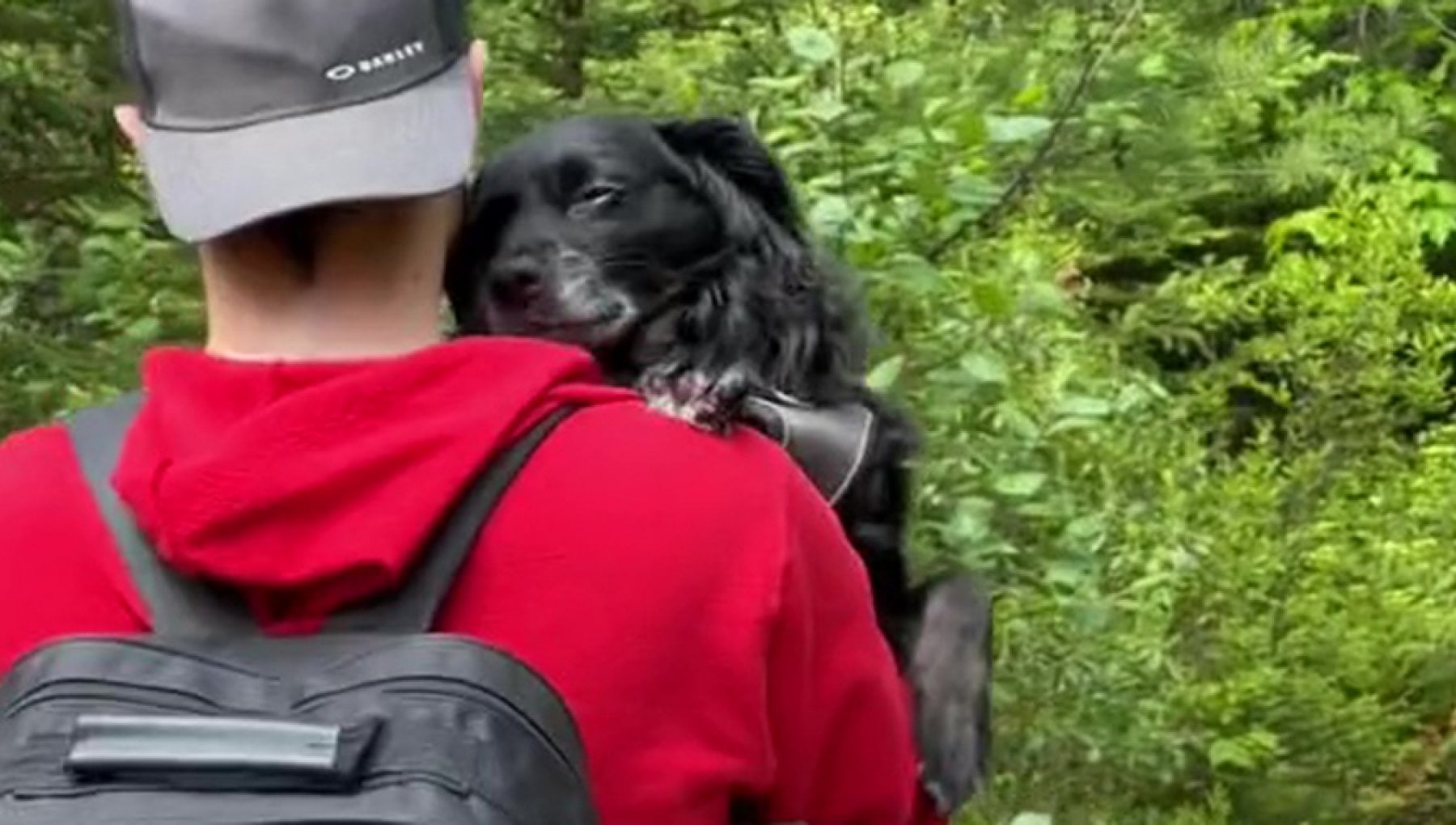 L’ultimo weekend di Hugo: una fuga nella foresta con i suoi amati padroni prima dell’addio