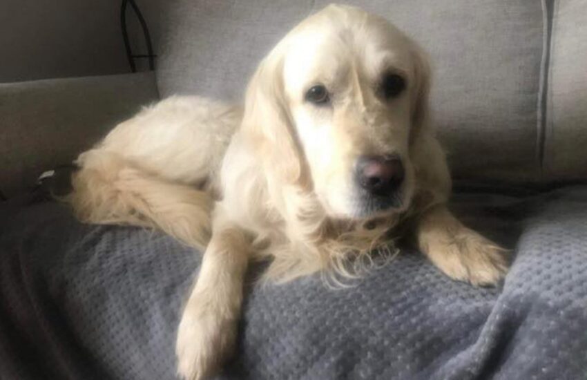 Cooper, un Golden Retriever, ha percorso oltre 64 km in 27 giorni per ritrovare il suo ex proprietario, dopo essere stato adottato da una nuova famiglia in Irlanda del Nord. Il suo viaggio si è concluso con un lieto fine.