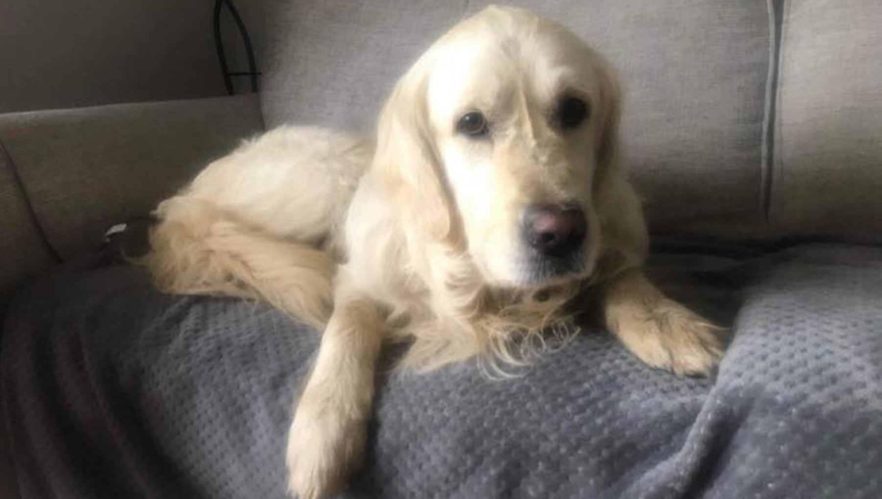 Cani che richiedono attenzione: quando un malessere è solo una strategia