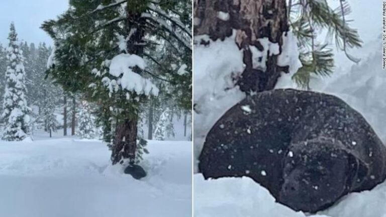 Scomparso nel 2022 durante un campeggio vicino al Lago Tahoe, Russ ha sfidato incendi e gelo prima di essere salvato e riportato a casa grazie al microchip.