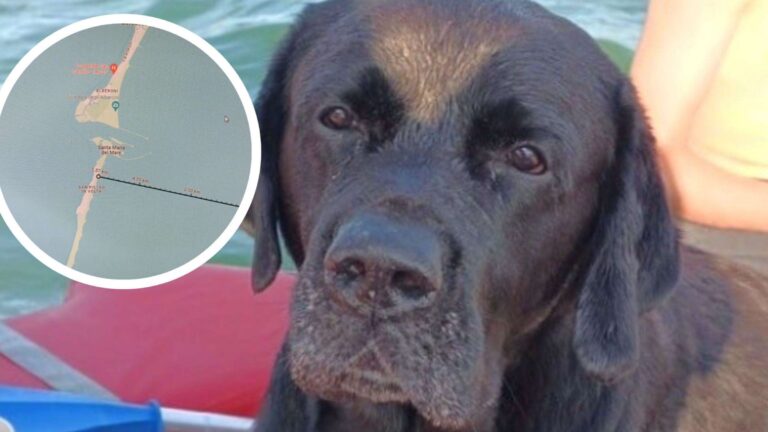 Portato via dalla corrente a largo di Pellestrina, il cane ha nuotato per ore fino alla riva, dove è stato salvato da una bagnante.