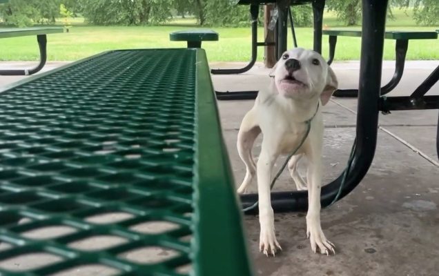 Missouri, cucciolo abbandonato sotto il temporale: legato a una panchina in un giardino senza via di scampo