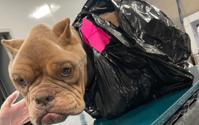 bulldog abbandonato in un sacco sigillato con nastro adesivo era in condizioni disperate