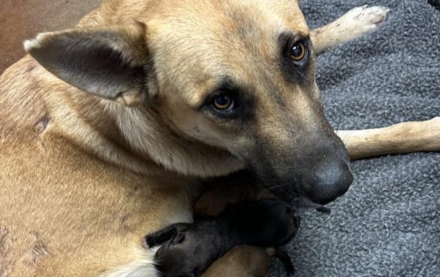 Fa nascere 11 cuccioli meravigliosi ma le sparano  quattro volte, Mama continua ad allattare i suoi piccoli
