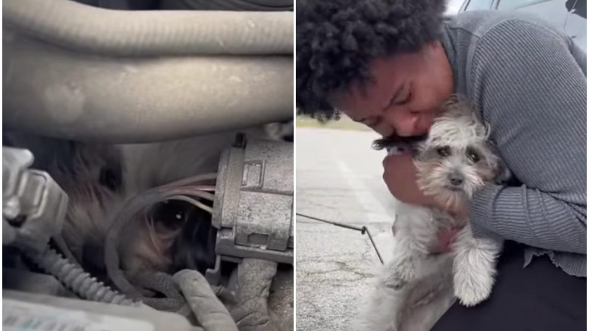Viaggia per 50 km nel vano motore di un’auto: BonBon, il cagnolino sopravvissuto per miracolo