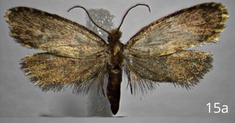 Nei fitti boschi della Calabria, la scienza ha rivelato un piccolo miracolo naturale: la scoperta di una nuova specie di farfalla. Il suo nome, Diplodoma giulioregenii, non è casuale: i ricercatori del CREA (Consiglio per la ricerca in agricoltura e l’analisi dell’economia agraria) hanno scelto di dedicarla a Giulio Regeni, il giovane ricercatore italiano brutalmente ucciso in Egitto nel 2016.
