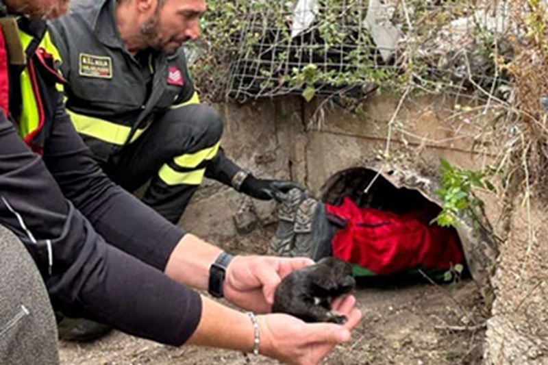Salvataggi incredibili, Cuccioli recuperati in un canale di scolo sotto l’autostrada e un cane ritrovato rinchiuso in una custodia da sposa