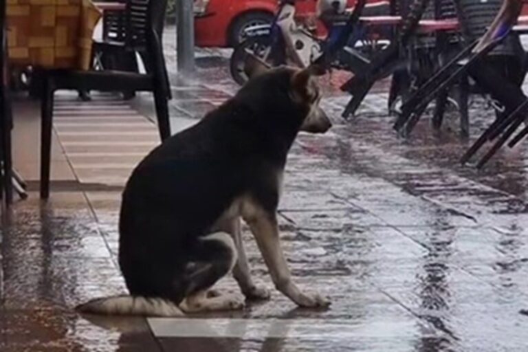 Dopo otto mesi di ricerche senza successo, Bairava, un cane scomparso, ha potuto finalmente riabbracciare la sua proprietaria Vaani grazie a un video postato su TikTok. L’incredibile storia arriva dalla città di Sembilan, in Malesia.