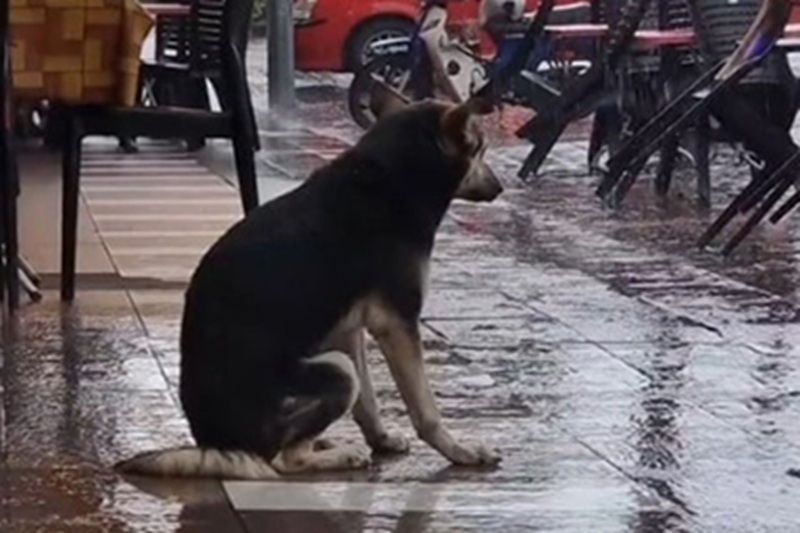 Ritrova il suo cane smarrito grazie a un video su TikTok: l’emozionante storia di Bairava