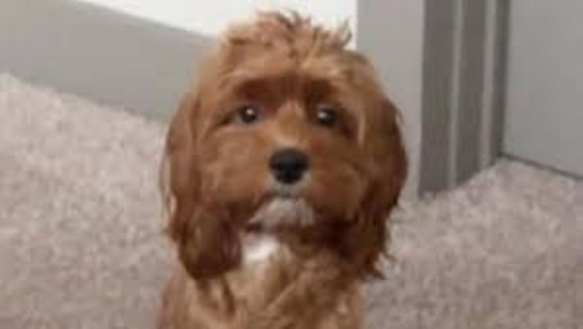 Mia, la cagnolina invisibile, ha finalmente trovato il suo posto nel mondo
