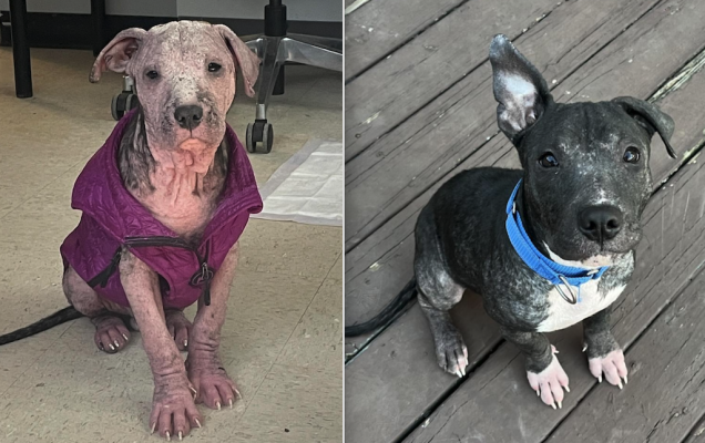 Dalla condanna all’amore: la rinascita del cucciolo Steven salvato dall’eutanasia