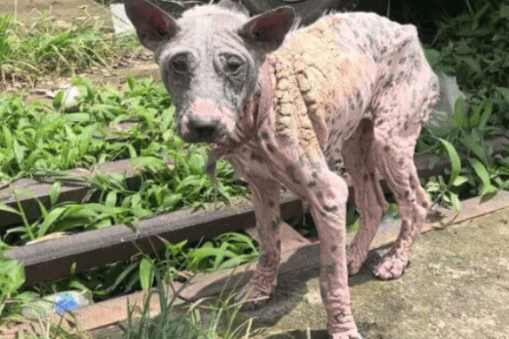 Piggy, cagnolina trovata senza pelo e piena di piaghe, dopo mesi di cure ha una nuova vita
