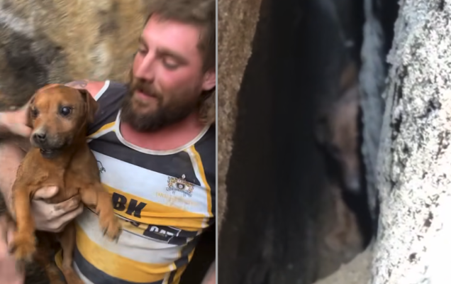 Una cagnolina di razza Jack Russell Terrier è stata estratta viva dopo essere rimasta intrappolata per otto giorni in una fenditura rocciosa vicino a Halifax, nello Yorkshire occidentale. Il salvataggio ha mobilitato volontari da tutta la Gran Bretagna, trasformandosi in una vera e propria impresa collettiva.