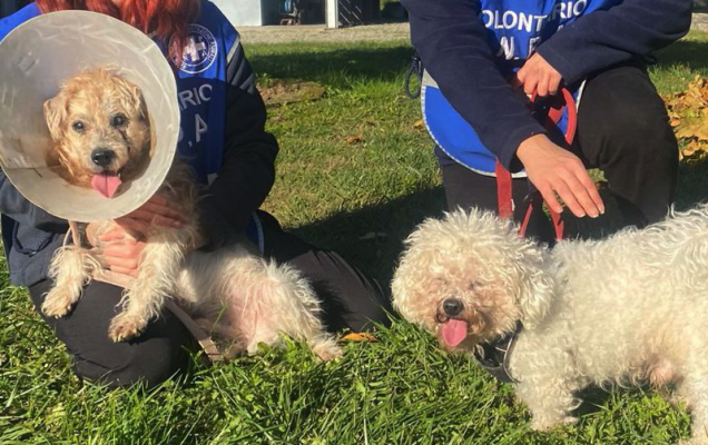 Due cagnolini abbandonati tra rifiuti da una famiglia sfrattata, salvati dalla proprietaria di casa