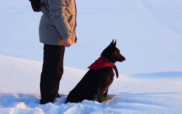 Dopo 13 anni in rifugio, Vito mordeva tutti ma poi trova casa: il nuovo proprietario “Mi ha cambiato la vita”