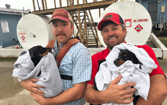 Due cagnolini gettati dal ponte: salvati grazie al coraggio dei soccorritori