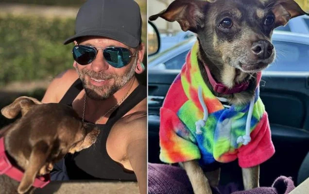Ritrovato dopo 8 anni: la straordinaria storia di Damian, il Pinscher scomparso