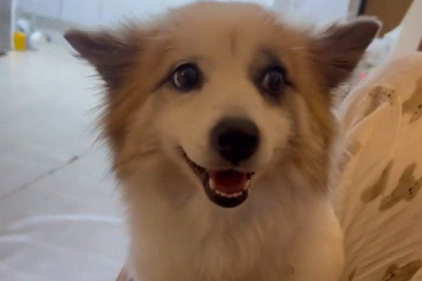 Dopo aver perso il suo padrone in un tragico incidente aereo, il cane Pudding ha vagato per giorni nel suo villaggio aspettando invano il ritorno della sua famiglia. Ora, grazie all’aiuto di un’associazione, ha una nuova possibilità di trovare una casa.