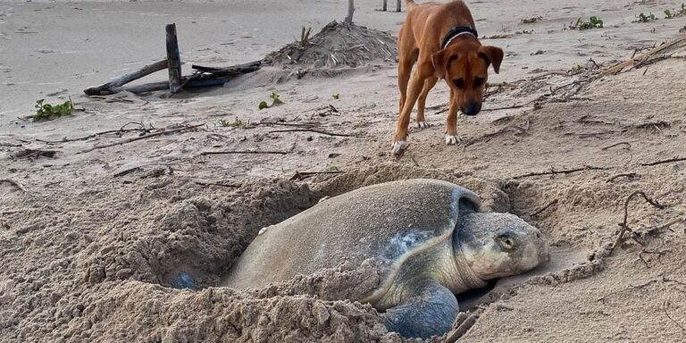Dopo essere stato lasciato solo su una spiaggia di Miramar, in Messico, il cane Solovino ha trovato una nuova missione: vegliare sulle tartarughe marine.