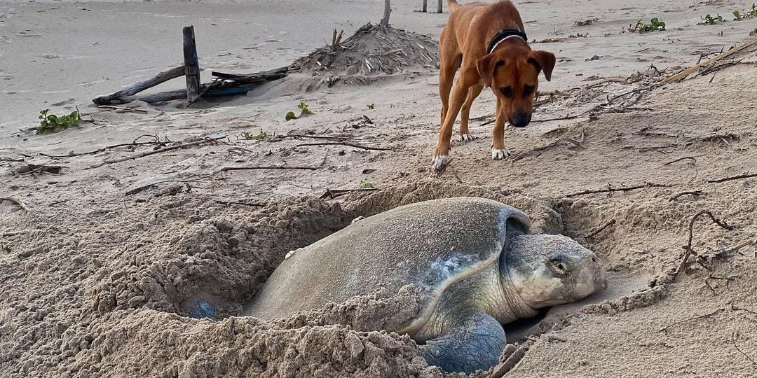 Solovino, il cagnolino abbandonato da padroni senza scrupoli sulla spiaggia, ora protegge le tartarughe marine