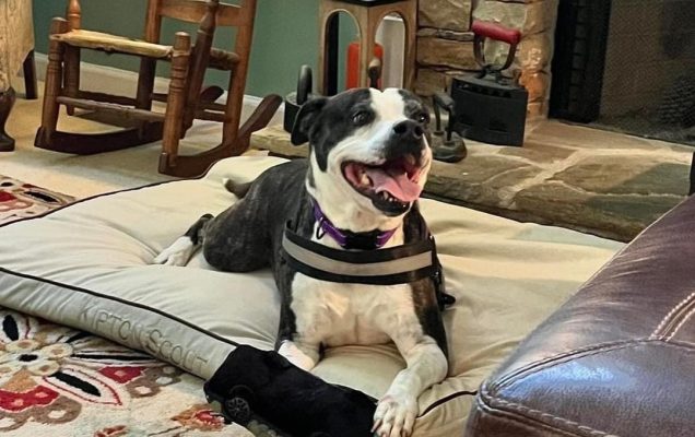 Dopo 801 giorni in rifugio, Queenie trova finalmente una famiglia, la sua storia ha toccato il cuore dei volontari