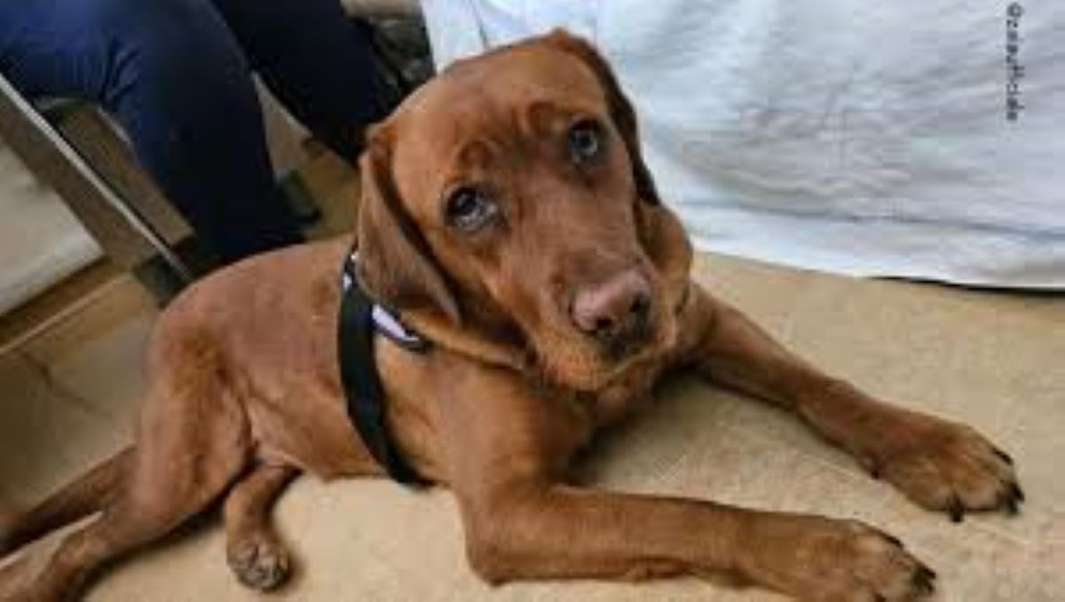 Un ultimo desiderio esaudito: l’abbraccio di Luca con il cane Ketty prima dell’addio