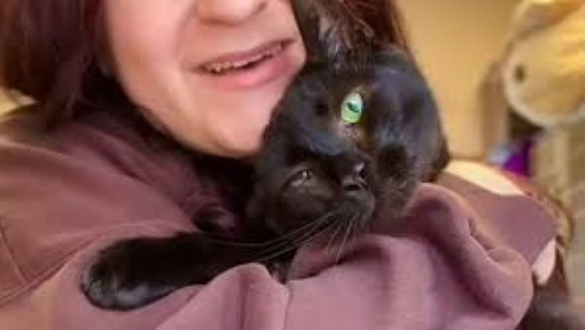 Gatto abbandonato perchè troppo affettuoso, il web si commuove per la sua storia