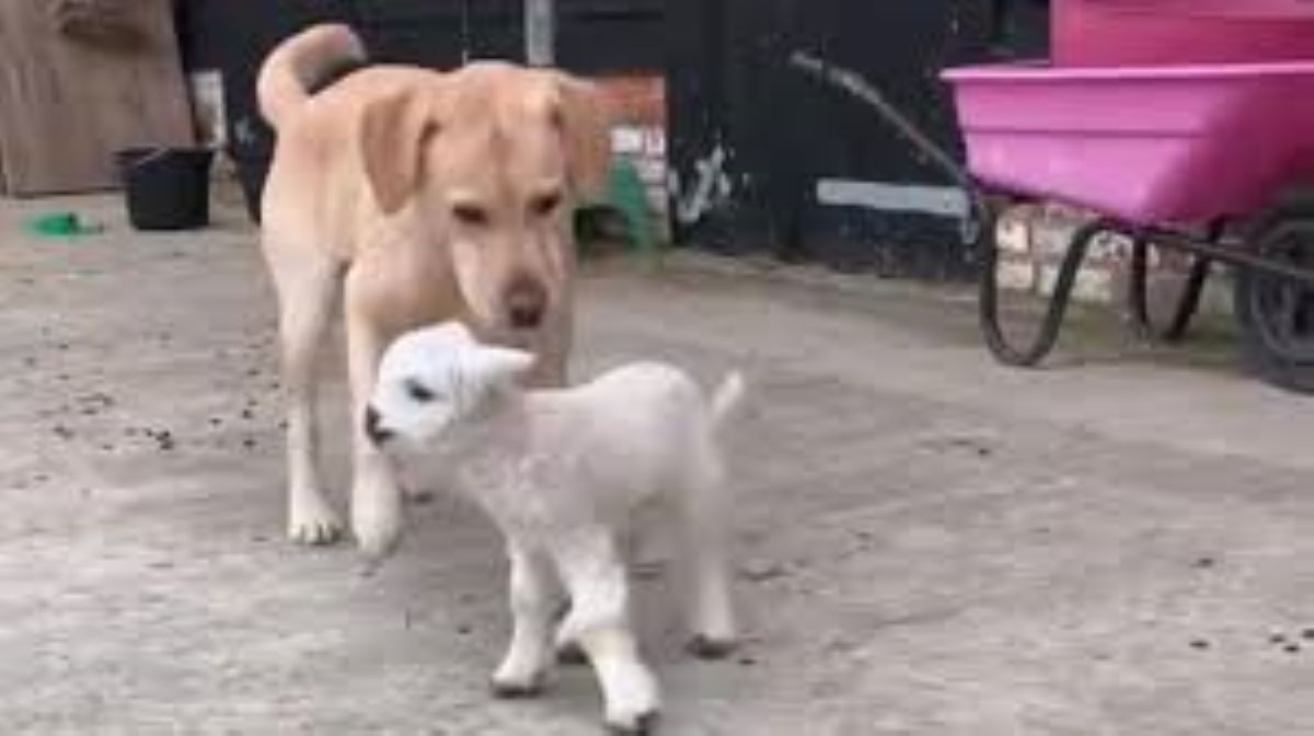 Un legame speciale tra un cane e un agnello: l’amicizia che emoziona il web
