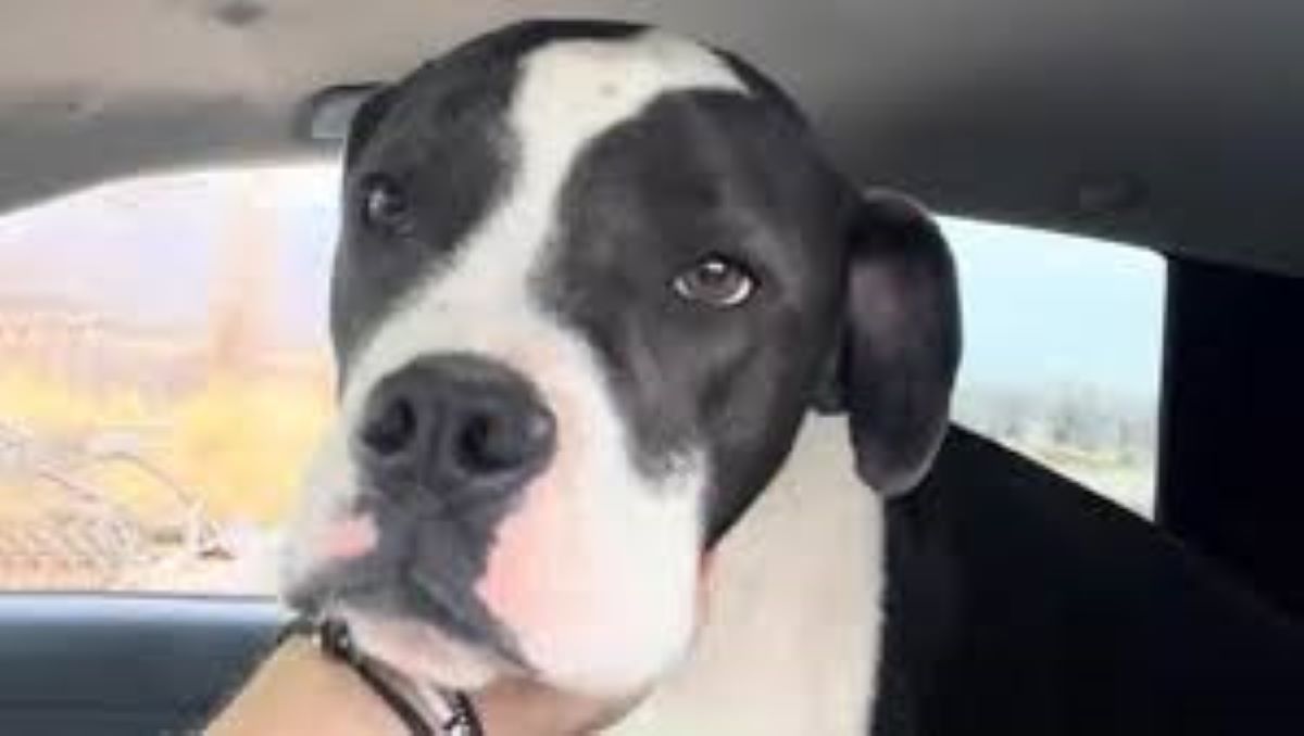 Vede sui social la segnalazione di un cane in una gabbia, percorre chilometri e lo va a salvare