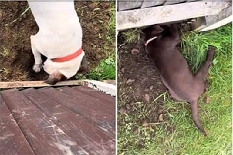 Un’adorabile cucciola di quattro mesi, Pumpkin, e il cane del vicino hanno lavorato insieme per scavare un passaggio sotto una recinzione e potersi finalmente incontrare. Il loro ingegnoso piano è stato ripreso in un video diventato virale su TikTok, conquistando milioni di utenti.