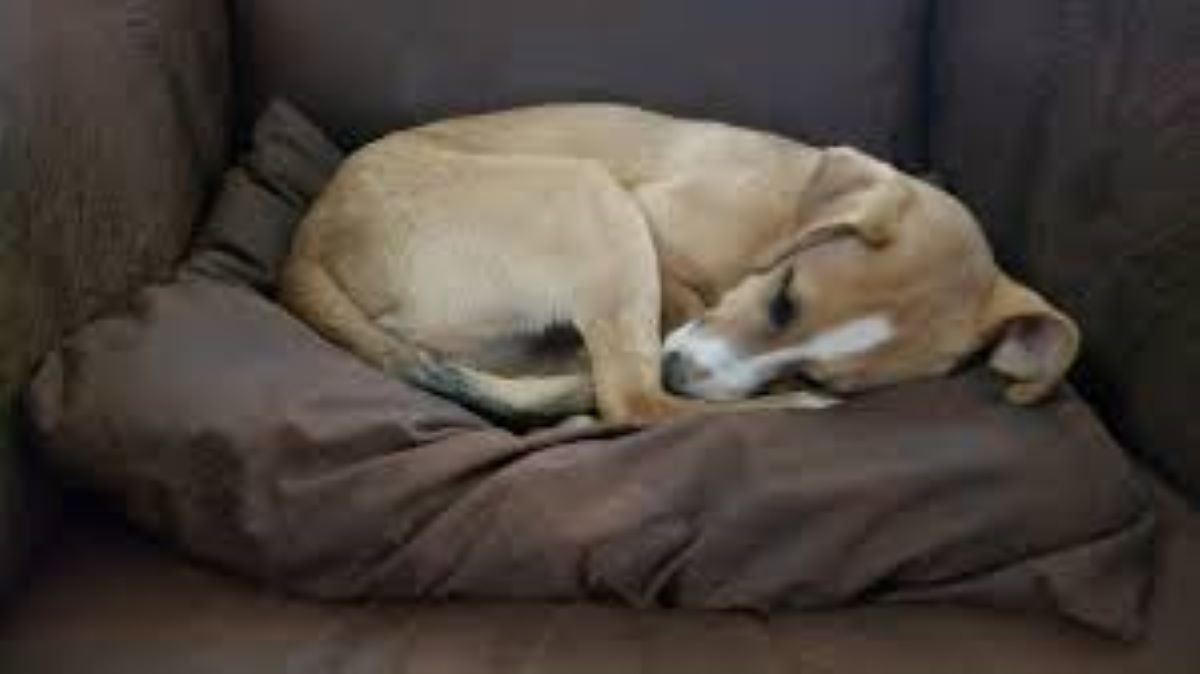 Il cane dorme “a ciambella”, ecco perchè