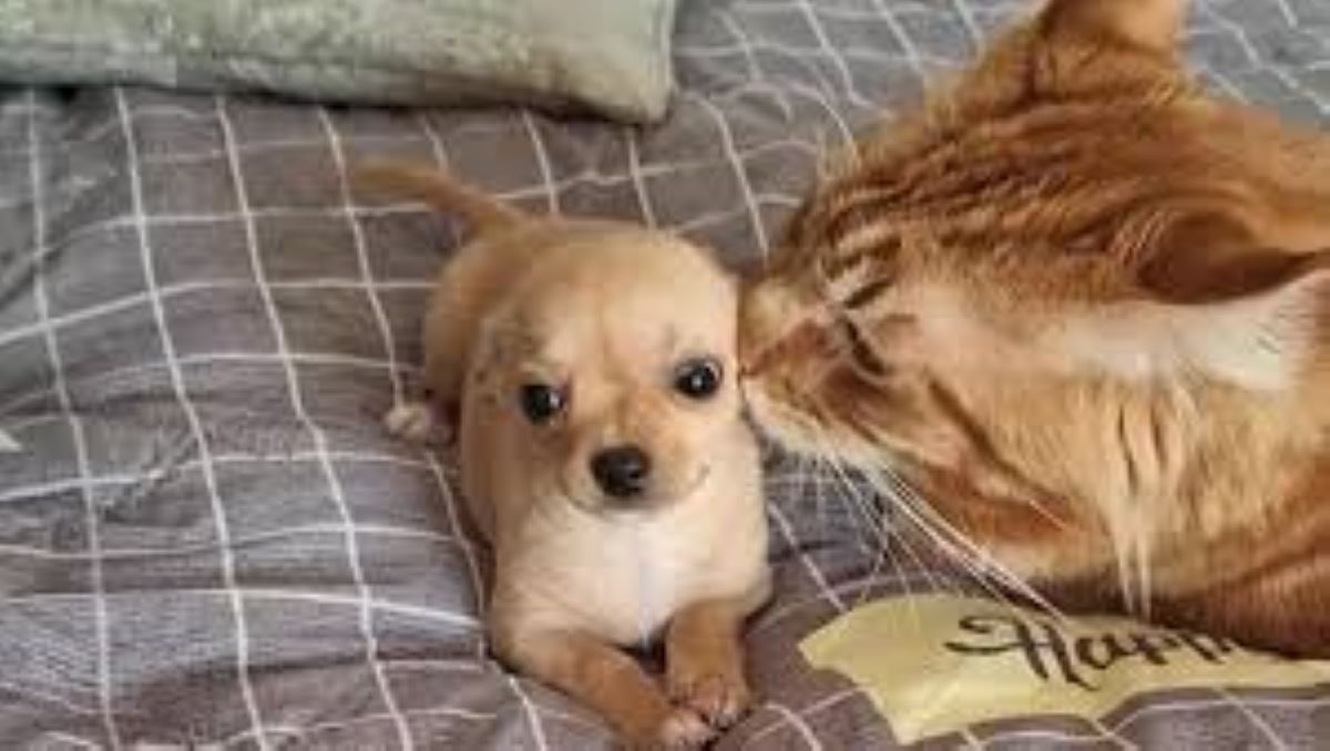 Un incontro tra cucciolo e gatto: il benvenuto che fa tremare il piccolo Chihuahua