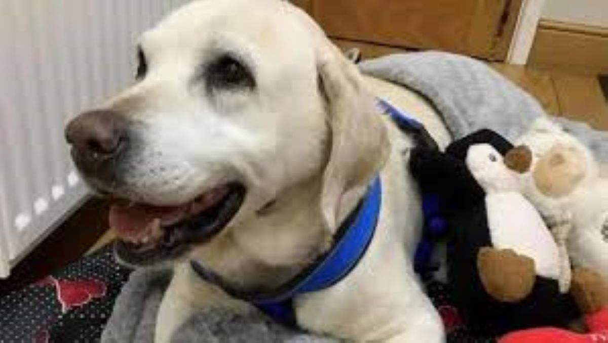 Daisy torna a casa dopo sette anni di assenza, cosa accade dopo