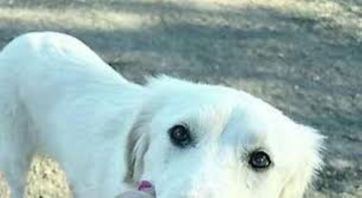 Restituiscono il cane adottato: “Pensavamo fosse più piccolo”