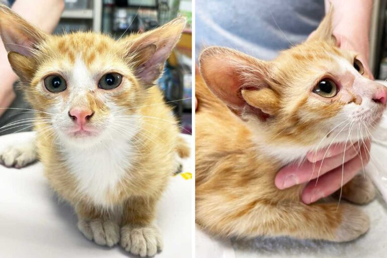 Nella piccola cittadina di Mount Juliet, Tennessee, un rifugio per animali ha accolto un gattino straordinario che ha già conquistato il cuore di tutti. Il suo nome è Audio, e la sua particolarità? È nato con quattro orecchie, una rara mutazione genetica che lo rende davvero unico.