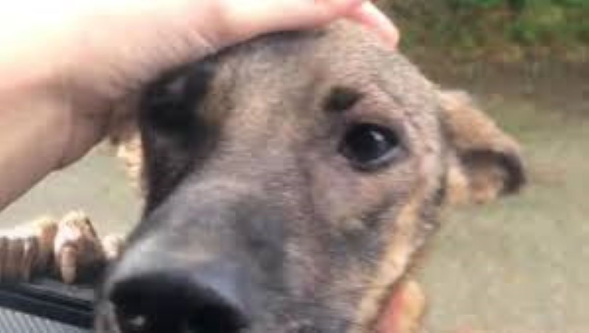 Cosa provano i cani quando assistono a un litigio?