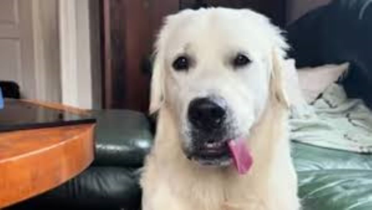 Un cane “idraulico”: l’insolito aiuto di Albert durante i lavori in casa