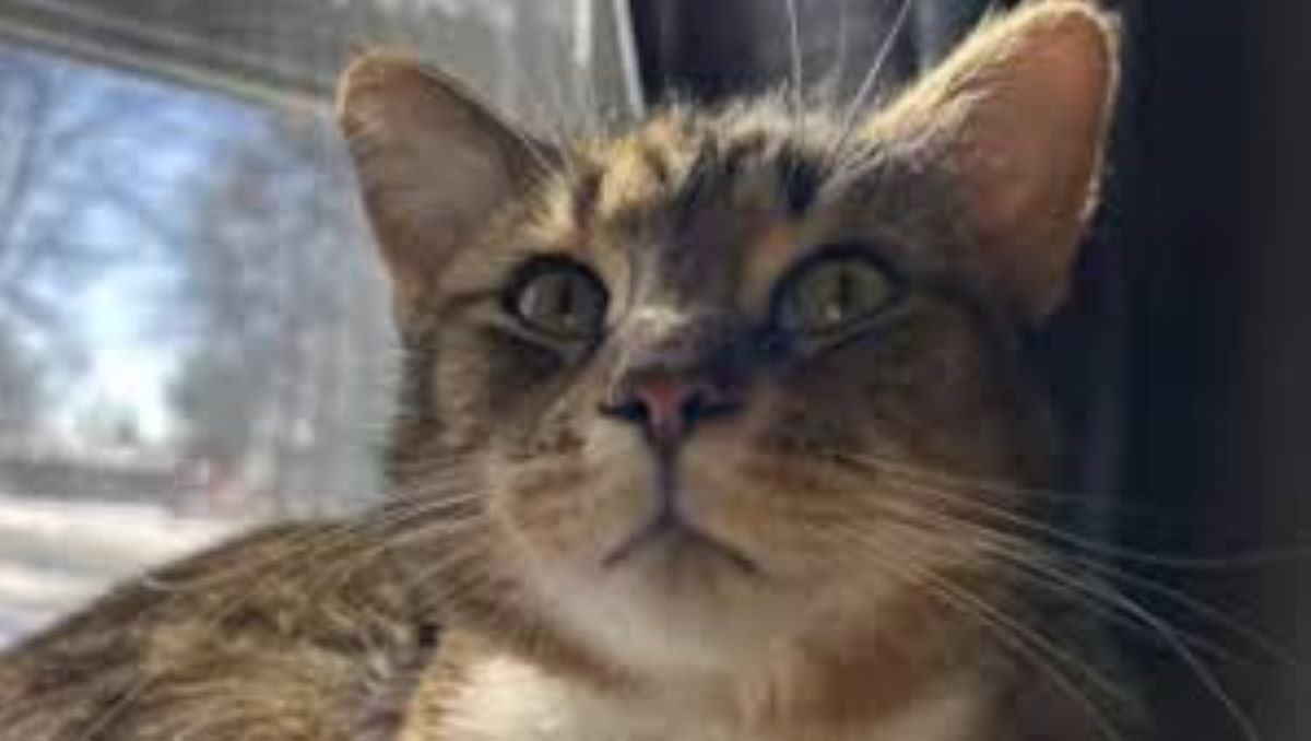 Il dolore silenzioso di Captain: come un gatto affronta la perdita del suo umano