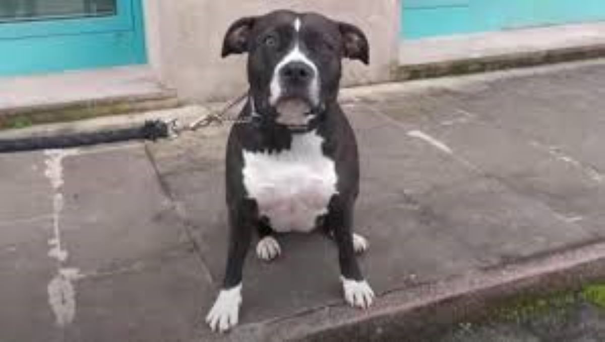 Il coraggio di Mia: come un cane ha salvato la vita della sua padrona a Treviso