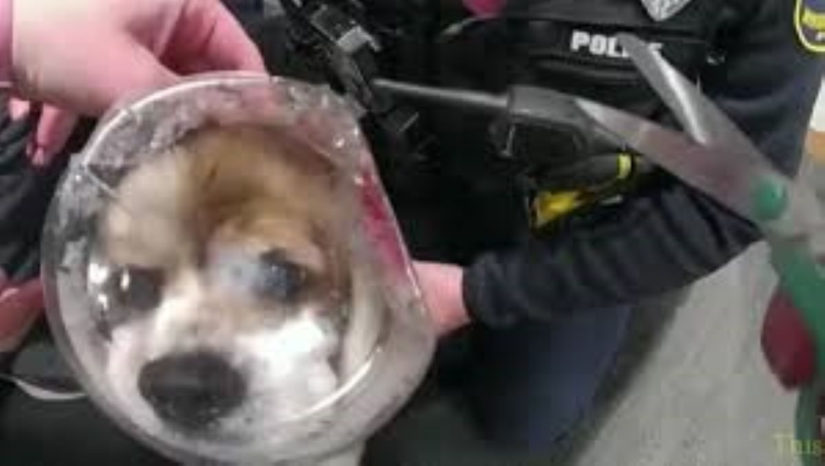 Vuole un biscotto e resta intrappolato con la tesat nella sactola, Murphy viene salvato dalla polizia