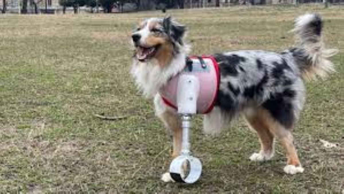 Cane amputato a causa di un osteosarcoma torna a correre grazie a una zampa bionica