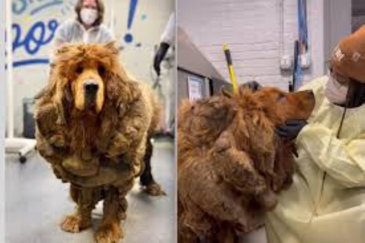 Sprout, il cane salvato da una montagna di pelo: una seconda vita inizia grazie a un’operazione delicata