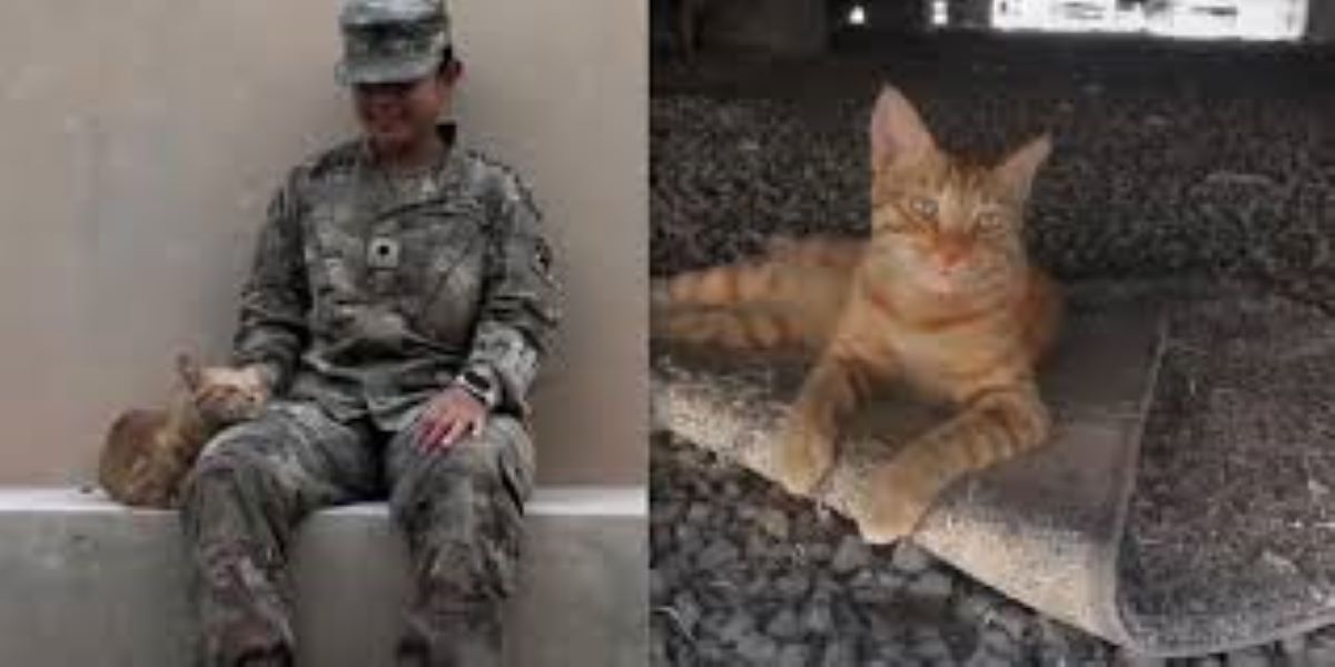 Soldatessa e il gatto randagio, un legame che supera ogni ostacolo