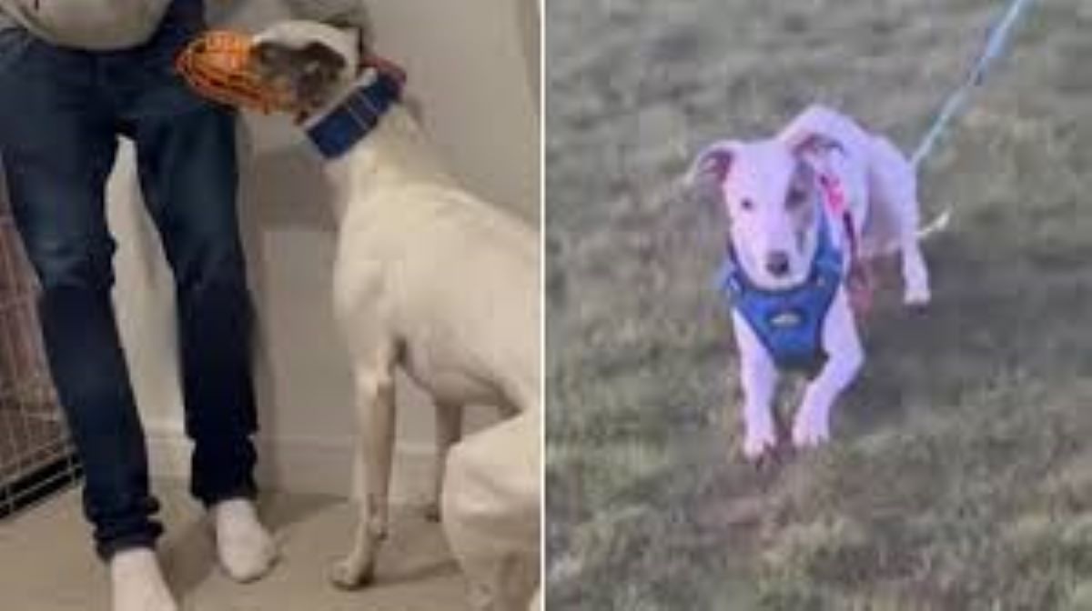 Bruce, il cane dal destino fortunato: “Mi hanno consigliato di sopprimerlo, ma ho scelto di credere in lui”